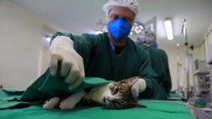 Projeto de lei propõe proibição de cirurgias estéticas em animais no ES