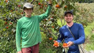 Produtores de Alfredo Chaves ganham destaque com cultivo de caqui em área de altitude