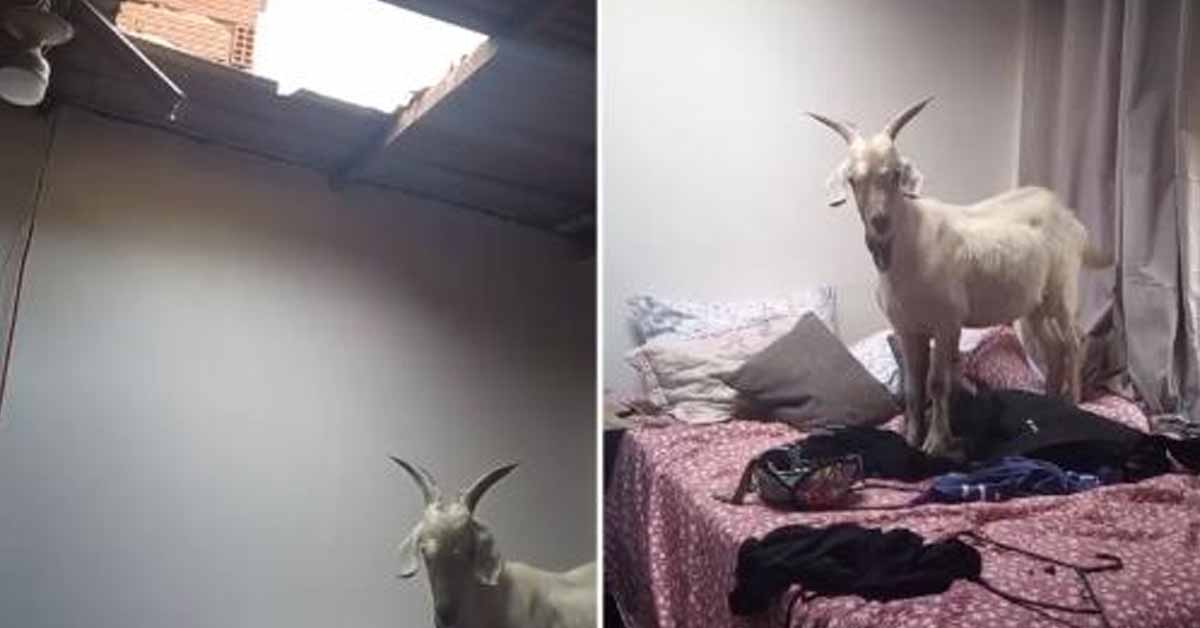 Cabra cai de telhado e invade casa no bairro Santa Bárbara, em Cariacica