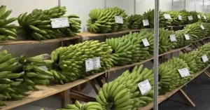 Concurso da Banana vai Distribuir R$ 13,5 Mil em Prêmios durante a 51ª Festa da Banana e do Leite