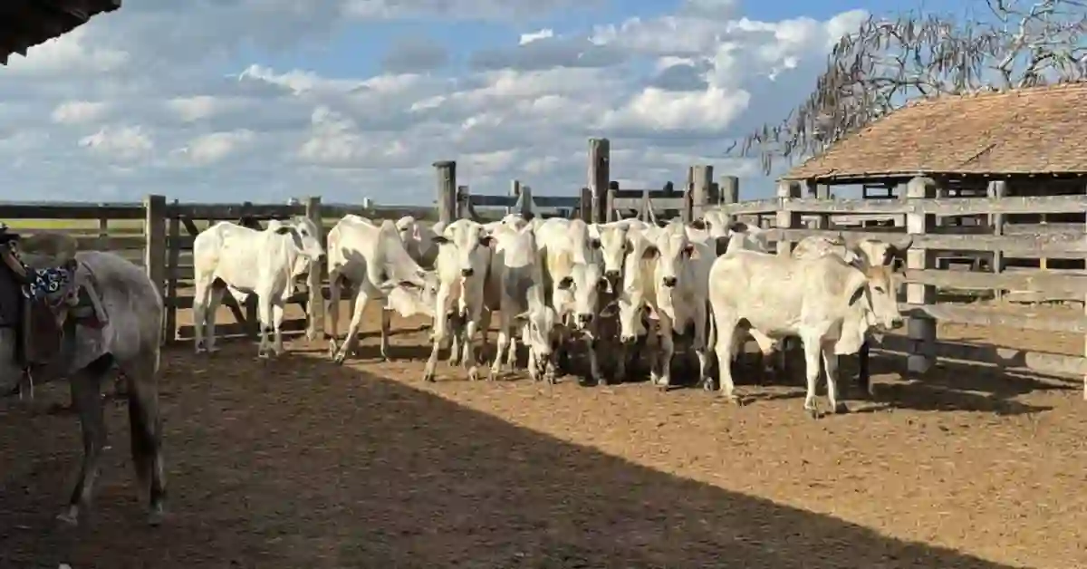 Homem é Preso Suspeito de Furtar 216 Cabeças de Gado Avaliadas em R$ 1 Milhão no Norte do ES