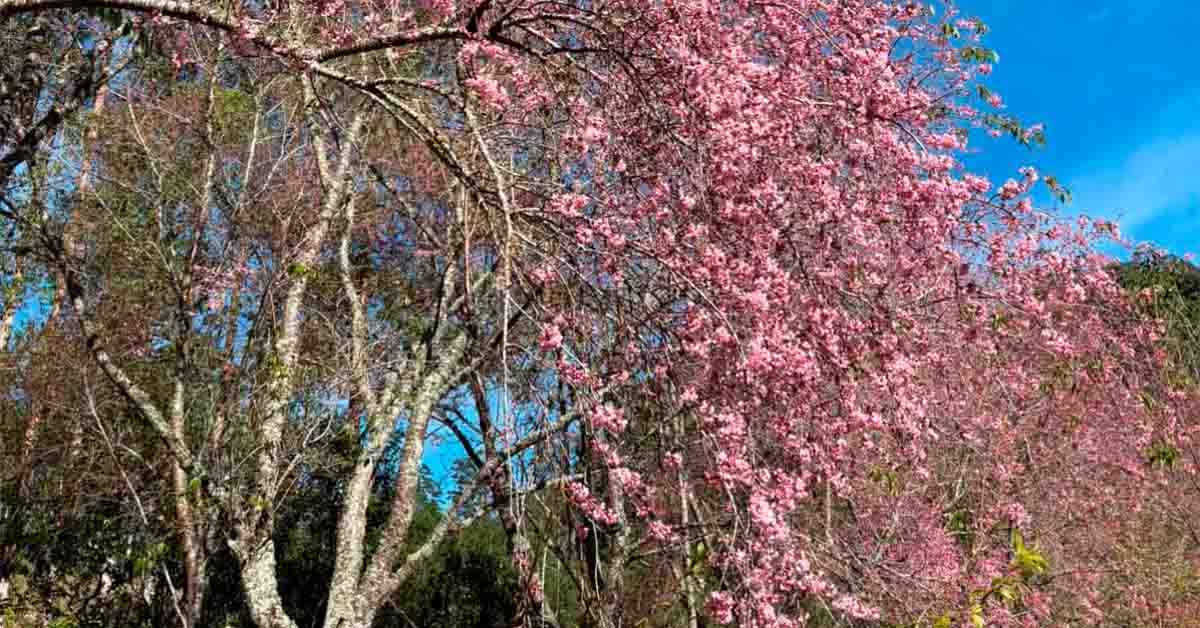 Bosque das Cerejeiras de Alfredo Chaves Atinge Auge da Floração neste Final de Semana