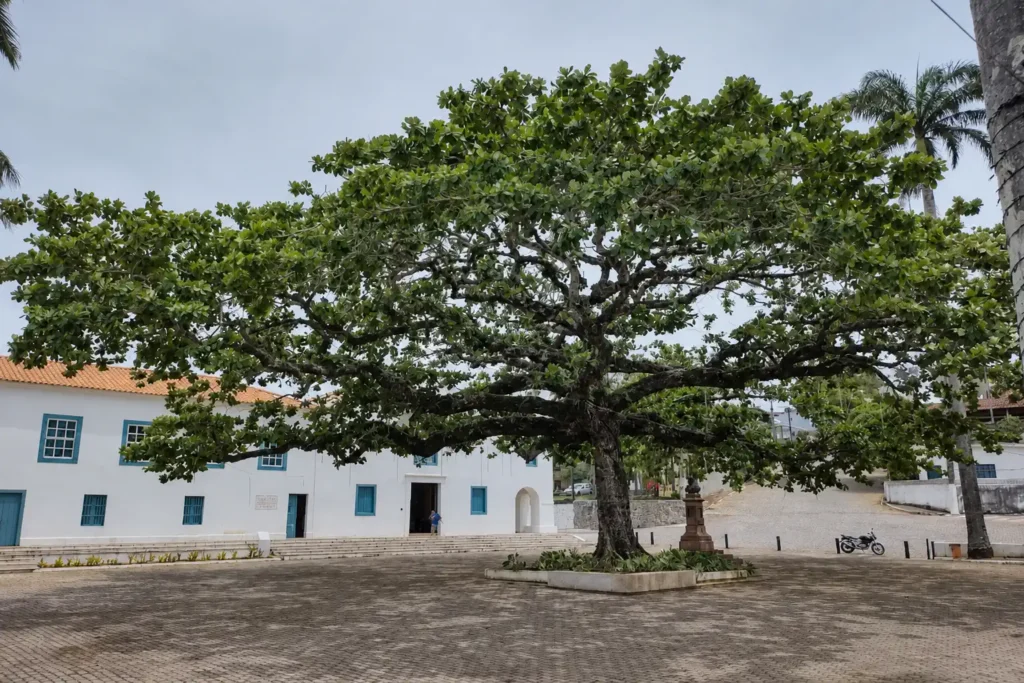 Castanheira de 150 anos do Santuário de Anchieta passa por poda preventiva; árvore não será cortada