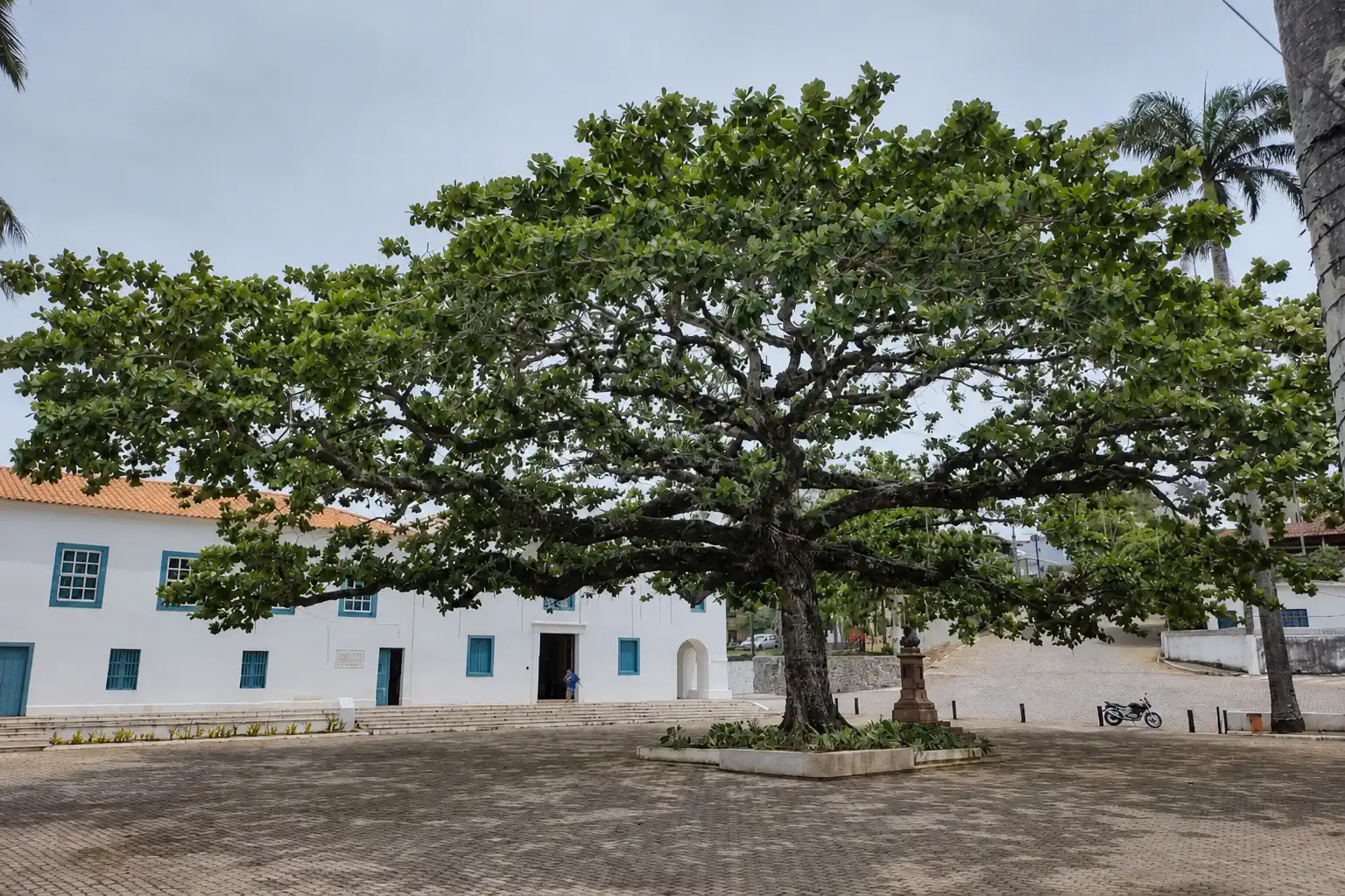 Castanheira de 150 anos do Santuário de Anchieta passa por poda preventiva; árvore não será cortada