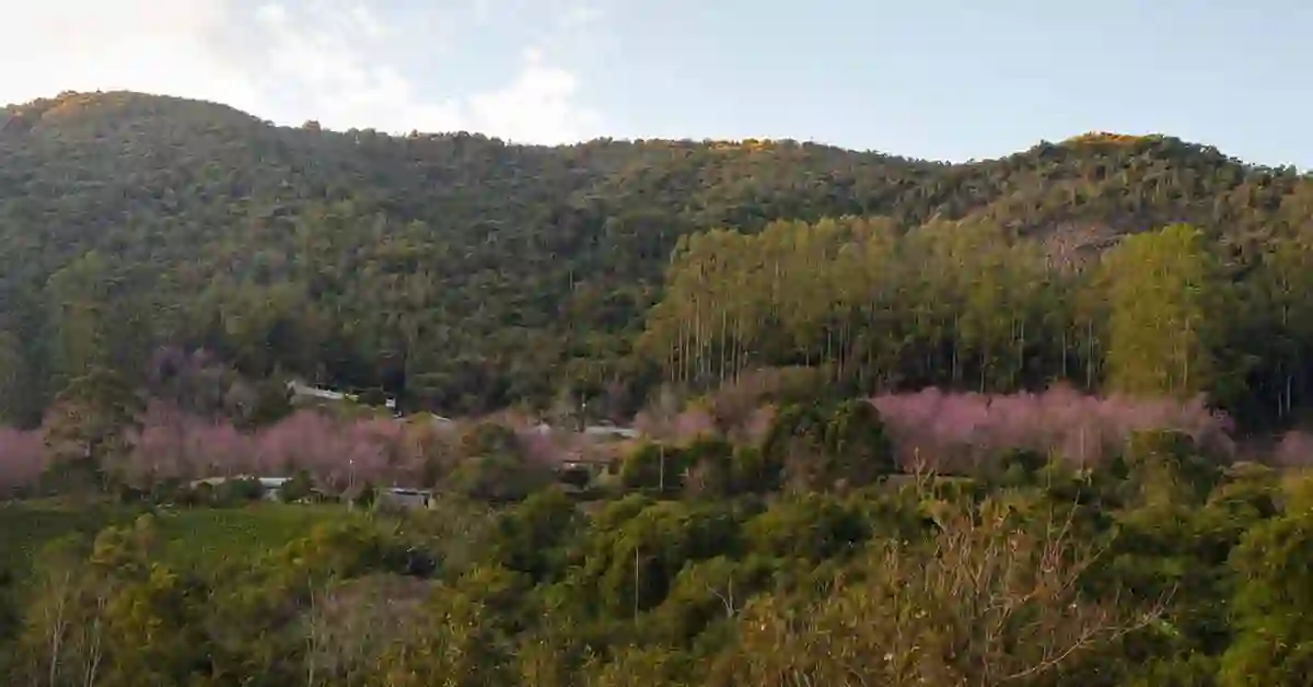 Floração das Cerejeiras Atinge o Pico em Alfredo Chaves e Transforma Redentor em Destino de Inverno